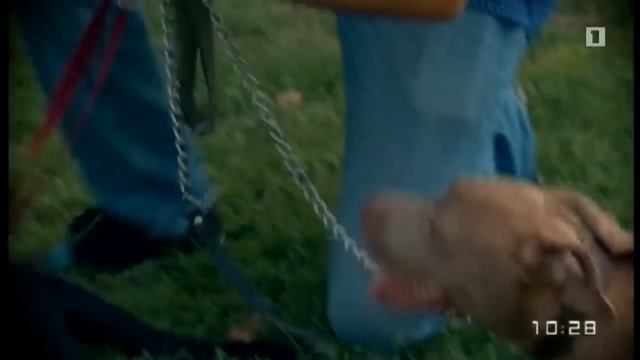 Интервью для Первого канала Армении(Собачий парк в Ереване) смотреть онлайн