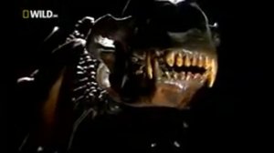 Доисторические хищники — Короткомордый медведь