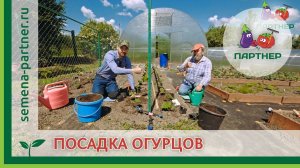 ОГУРЦЫ В ОТКРЫТОМ ГРУНТЕ: КАК ПРАВИЛЬНО ПОСАДИТЬ