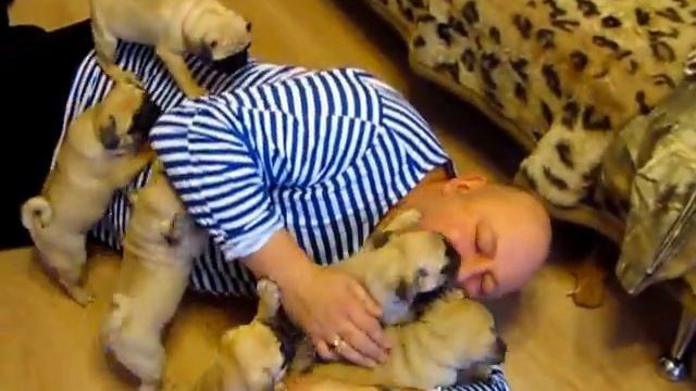 Мопсы напали на мужика )) смотреть онлайн