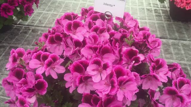 Jolenta - Pelargonium Grandiflorum