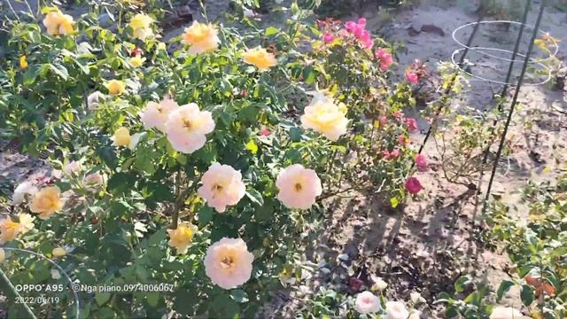 Molineux rose смотреть онлайн