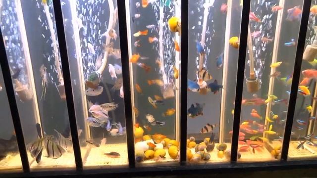 птичка .продажа аквариумнызх рыбок гуппи живородка. корма живого.растения рыбки их много.2023 г мар смотреть онлайн