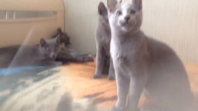 Питомник русских голубых кошек Ruzara смотреть онлайн