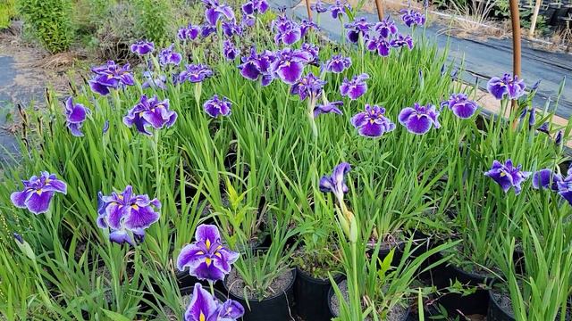 Iris ensata cv. Crystal Halo смотреть онлайн