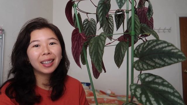 CISSUS DISCOLOR | THE ULTIMATE CARE VIDEO! смотреть онлайн