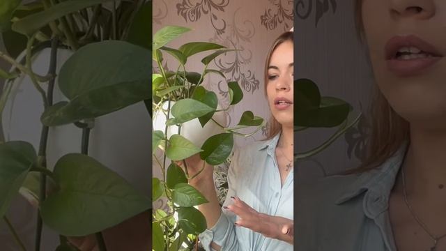 Самый обычный и простой сциндапсус может украсить любой интерьер #комнатныерастения #plants смотреть онлайн