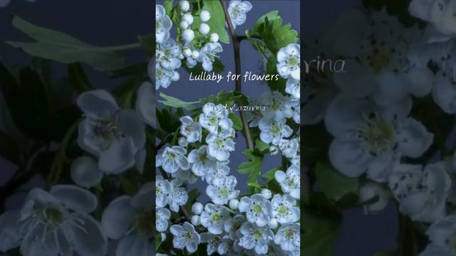 Колыбельная Цветам #relaxmusic #музыкадлядуши #музыкадлядуши #фортепиано #pianomusic #lullabymusic смотреть онлайн