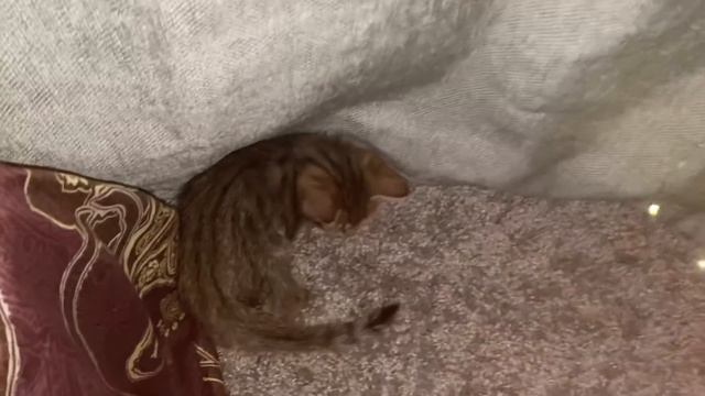 КОТЯТА. КОРОТКО О РАЗРУШЕНИЯХ КВАРТИРЫ. МОНСТРЫ смотреть онлайн