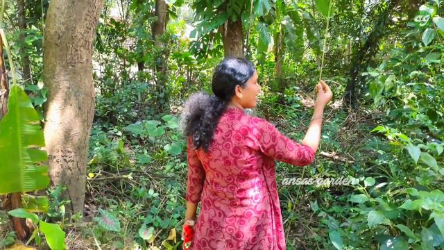 Monstera Hunting | Giant Swiss Cheese Plant |