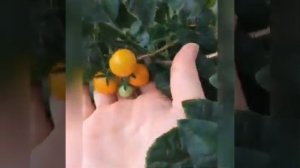 Томат комнатный оранжевая жемчужина