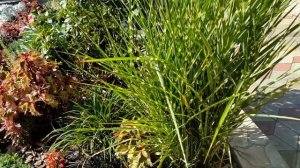 Мискантус  китайский Зебринус. Роза Принц де Монако.