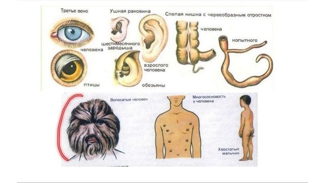 Рудименты и атавизмы. ЕГЭ БИОЛОГИЯ смотреть онлайн