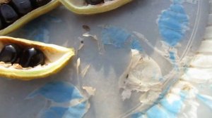 26 08 19г  Сеем семена древовидного пиона . Часть 1.