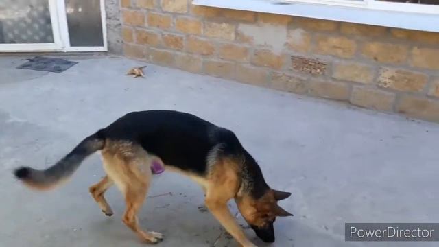 Лучшая сабака