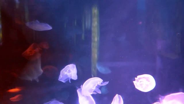 Медузы, обитают в городском Алматинском зоопарке. смотреть онлайн