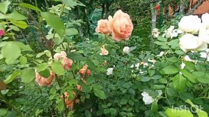 Розы Дэвида Остина цветущие в Подмосковье.