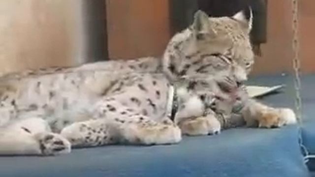 Lynx's Love (рысиная любовь) смотреть онлайн