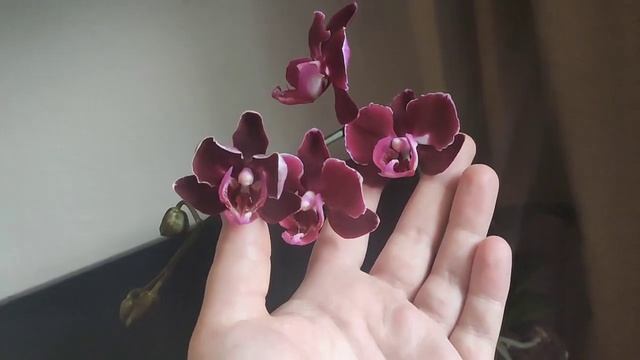 Мои чёрные орхидеи?. Шоколадки - Малинки?. Тёмные орхидеи. Шоколадно-малиновая ффкуснятина? смотреть онлайн