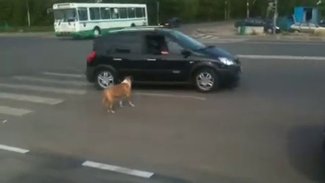 Умная собака смотреть онлайн