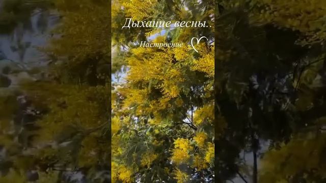 В ожидании Весны! В предвкушении чуда! Я ЖДУ ПЕРЕМЕН! Я ПРИНИМАЮ ИХ С БЛАГОДАРНОСТЬЮ!!☀️☀️☀️#весна смотреть онлайн