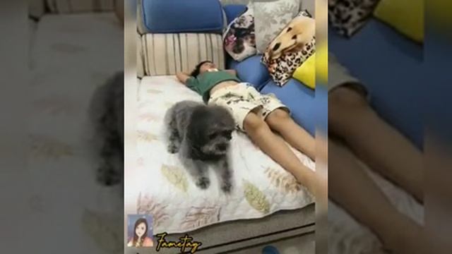 Умная собака ходит за продуктами смотреть онлайн