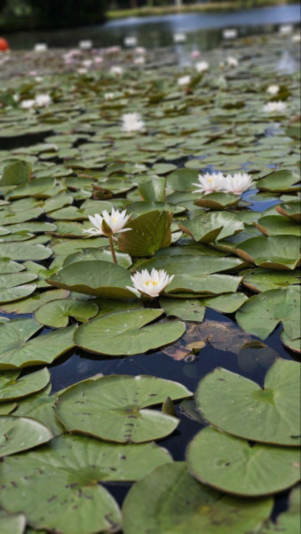 Утренняя Хатха-йога 🧘🙏☀️ смотреть онлайн