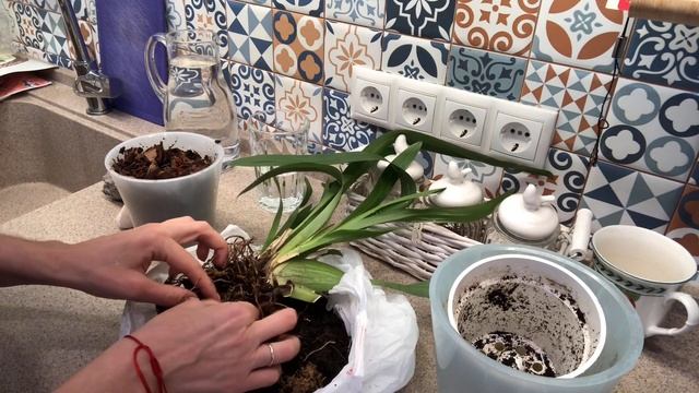 Обзор новинок и посадка одной из них. смотреть онлайн