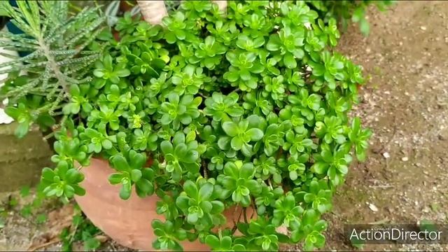 Моя коллекция Седум- Очитки? Collection Sedum