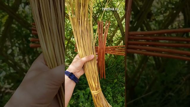 Тверская ива. Комбинирую плетение из разных сортов ивы. Каспийская и Волчниковая сортовая ива. #ива смотреть онлайн