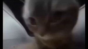 ЧИПИ ЧИПИ ЧАПА ЧАПА КОТ 10ЧАСОВ