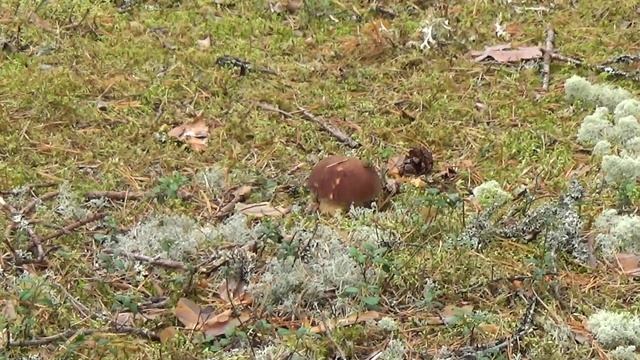 Белый гриб Эстония 2018 смотреть онлайн