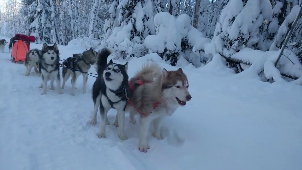 Как с пользой провести время ? - Прогулка с собаками длинной в 20км смотреть онлайн