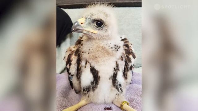 The Raptors - Harris's Hawks смотреть онлайн