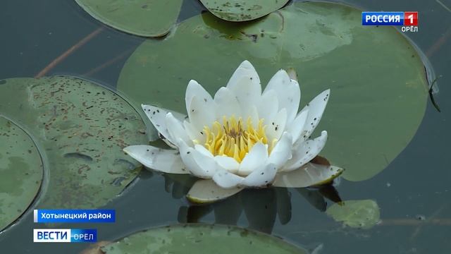 Красоты водного мира «Орловского полесья» смотреть онлайн