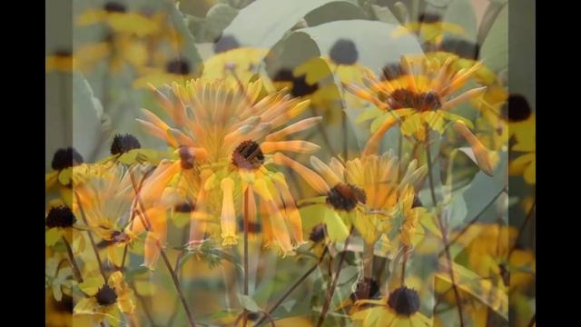 Подборка самых удивительных экзотических цветов.Видео 2