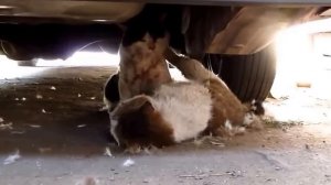 Драки котов Подборка