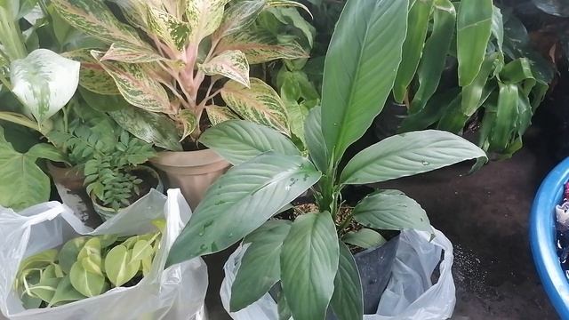 Why Spathiphyllum Sensation a Lucky Houseplant in 2023 смотреть онлайн