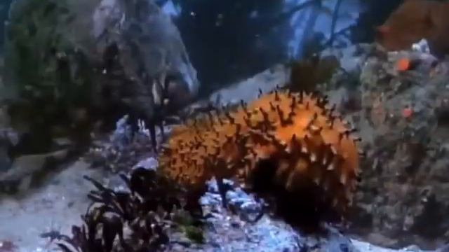 Трепанг Треги Ф