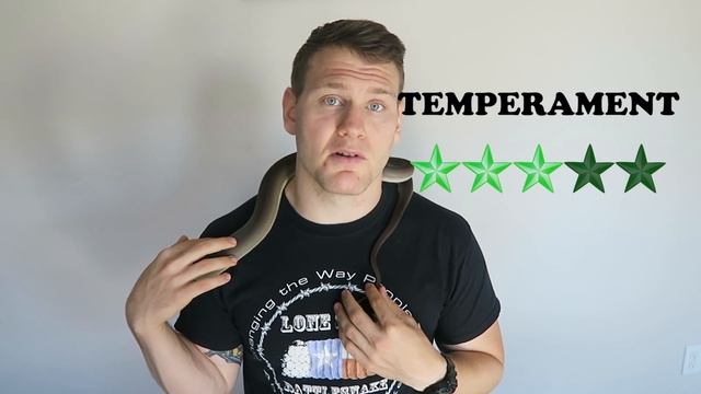 THE GIANT OLIVE PYTHON! SHOULD YOU BUY AN OLIVE PYTHON? MY FAVORITE SNAKE смотреть онлайн