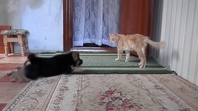 ПРОГНАЛИ КОТИКА. Щенок немецкой овчарки Риф.Одесса. смотреть онлайн