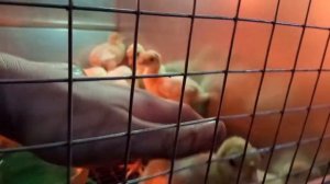 Расклёв у индюшат что делать