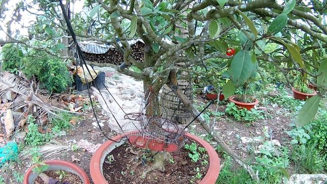 Bẫy chim sâu đầu đỏ | Orthotomus sepium bird trap смотреть онлайн