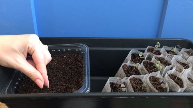 Спаржа Аржентельская выращивание из семян 2020. смотреть онлайн