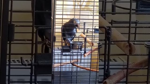 Наш попугай Кевин очень любит фрукты и овощи. Parrot Kevin likes to eat an apple, bananas,cucumbers смотреть онлайн