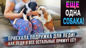 У нас новая собака - Кавалер Кинг Чарльз Спаниель! Как пройдет знакомство с Леди?