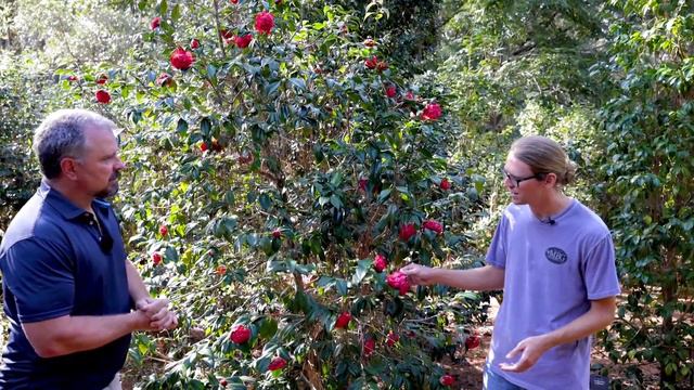 Awesome Mobile Botanical Gardens - Seth Allen - Camellias смотреть онлайн