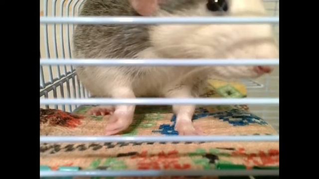 НАРЕЗКИ ИЗ ЭФИРА | КРЫСЫ #4 смотреть онлайн