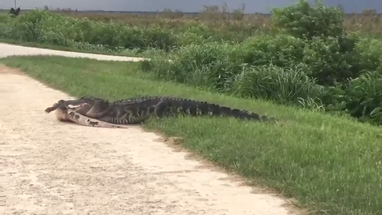 Аллигатор тащит детеныша в воду смотреть онлайн