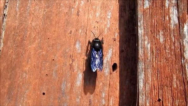 Пчела-плотник насекомые природа Украины Insect carpenter bee смотреть онлайн